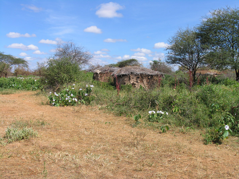 As part of their research, the scientists visited Maasai villages in Africa. Similar to the semi-nomadic Natufian culture, these people don’t practice crop agriculture—and they also have to share their space with opportunistic mice. (Image: Lior Weissbrod)